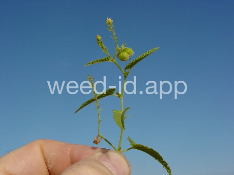 noseburn, nettleleaf